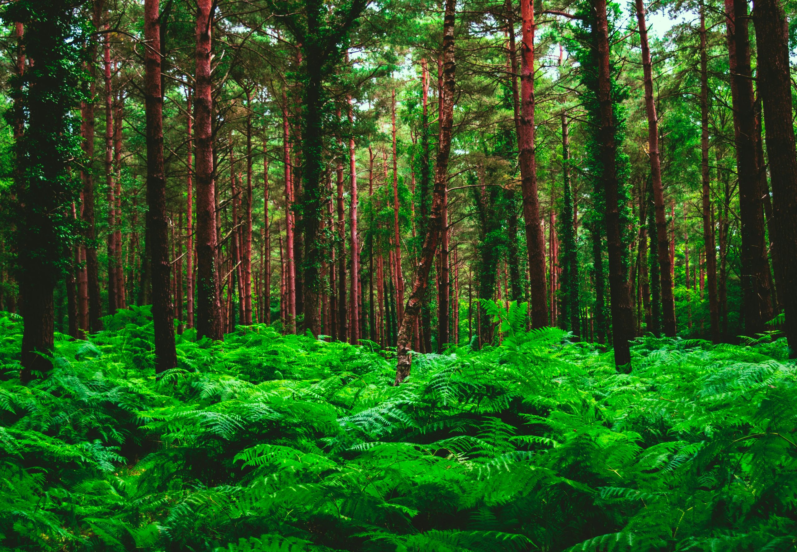 Vibrant green ferns beneath towering conifer trees in a sunlit forest setting.